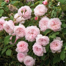 Саджанці троянд Зе Олбрайтон Рамблер (привитий) - 2-річний