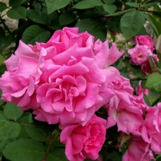 Саджанці троянд Зеферін Дроухін (привитий) - 2-річний