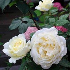 Саджанці троянд Жан Моро (привитий) - 2-річний