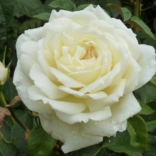 Саджанці троянд Жанна Моро (привитий) - 2-річний