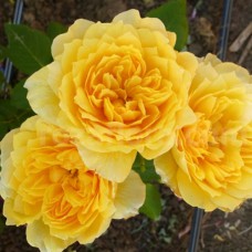 Саджанці троянд Жоель Маруані (привитий) - 2-річний