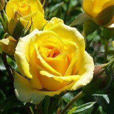 Саджанці троянд Жовта Магія (привитий) - 2-річний