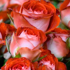 Саджанці троянд Зодіак (привитий) - 2-річний