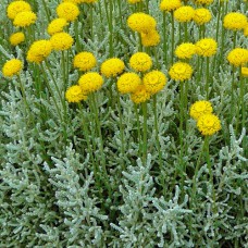 Саджанці сантоліни Кипарисовидна (черенкований) - 2-річний