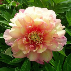 Саджанці півоній Джулія Роуз - 1-річний