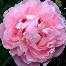 Саджанці півоній Елізабет - 1-річний