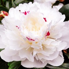 Саджанці півоній Фестива Максіма - 1-річний