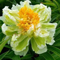 Саджанці півоній Грін Хало - 1-річний