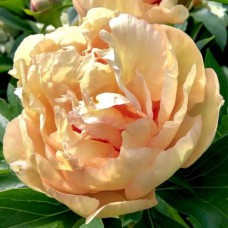 Саджанці півоній Канарі Брілліантс - 1-річний