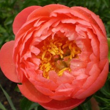 Саджанці півоній Корал Сансет - 1-річний