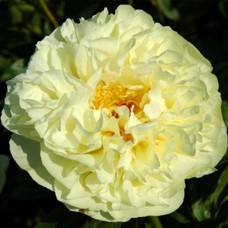 Саджанці півоній Лемон Шифон - 1-річний