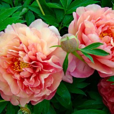 Саджанці півоній Магічна Таємнича Подорож - 1-річний