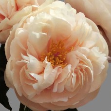 Саджанці півоній Пастеледженс - 1-річний