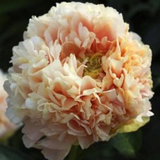 Саджанці півоній Літнє Сяйво - 1-річний