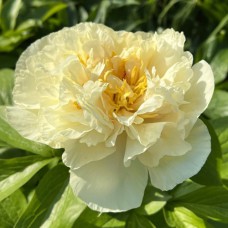 Саджанці півоній Санні - 1-річний