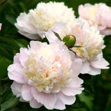 Саджанці півоній Шірлі Темпл - 1-річний