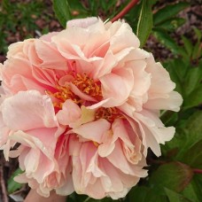 Саджанці півоній Тріфена Паркін - 1-річний