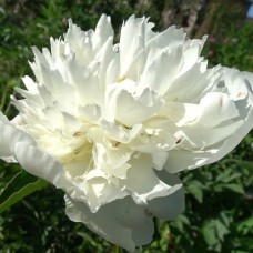 Саджанці півоній Вікторія - 1-річний