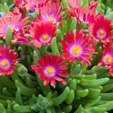 Саджанці алмазника Басутоленд (черенкований) - 1-річний