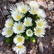 Саджанці алмазника Вайт Наггет (черенкований) - 1-річний