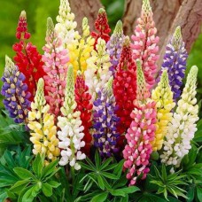 Саджанці люпину Фестиваль (черенкований) - 1-річний