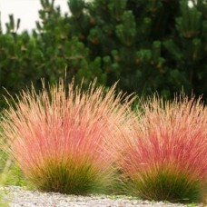 Саджанці вівсяниці Блю Ред (черенкований) - 2-річний