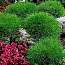 Саджанці вівсяниці Готьє (черенкований) - 2-річний