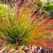 Саджанці вівсяниці Волберл (черенкований) - 2-річний