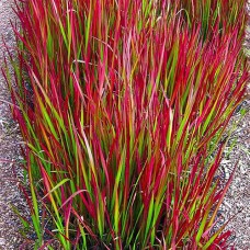 Саджанці імперати Ред Барон (черенкований) - 2-річний