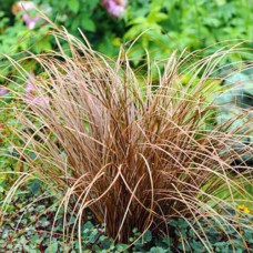 Саджанці осоки Карекс Аубурн (черенкований) - 2-річний