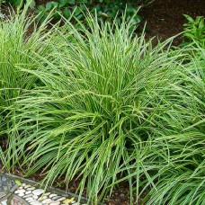 Саджанці осоки Морроу Айс Данс (черенкований) - 2-річний