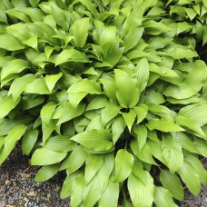 Саджанці хости Ланцетолиста (черенкований) - 2-річний