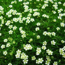 Саджанці мшанки Грін Мосс (черенкований) - 2-річний