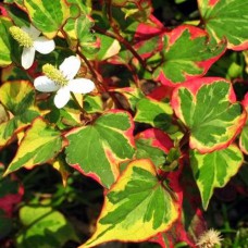 Саджанці хауттюйнії Хамелеон (черенкований) - 2-річний