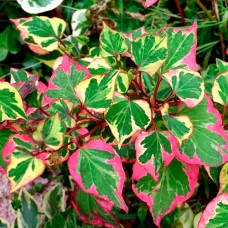 Саджанці хауттюйнії Серцеподібна (черенкований) - 2-річний