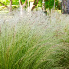 Саджанці ковили Поні Тейлз (черенкований) - 2-річний