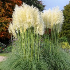 Саджанці кортадерії Біла (черенкований) - 2-річний