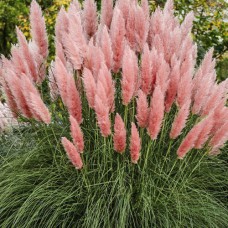 Саджанці кортадерії Рожева (черенкований) - 2-річний