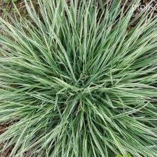 Саджанці райграсу бульбоносного Варієгатум (черенкований) - 2-річний