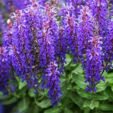 Саджанці шавлії Ріанна (черенкований) - 1-річний