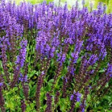 Саджанці шавлії Віола Клозе (черенкований) - 1-річний