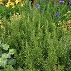 Саджанці розмарина Арп (черенкований) - 1-річний