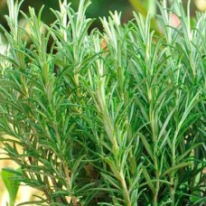 Саджанці розмарина Барбекю (черенкований) - 1-річний