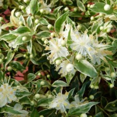 Саджанці мирту Варієгатний (черенкований) - 1-річний