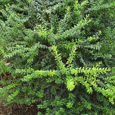 Саджанці мирту Зелений (черенкований) - 1-річний