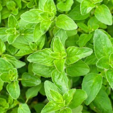Саджанці орегано Гострий Смак (черенкований) - 1-річний