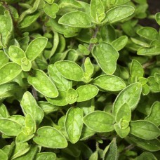 Саджанці орегано Вульгаре (черенкований) - 1-річний