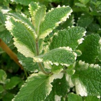 Саджанці м'яти Ананасна (черенкований) - 2-річний