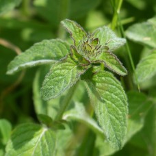 Саджанці м'яти Евкаліптова (черенкований) - 1-річний