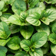 Саджанці м'яти Мандаринова (черенкований) - 1-річний